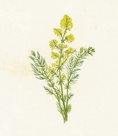 Żółta słoma, Galium Verum autorstwa English School